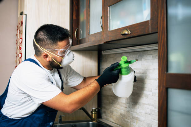 Best Rat Extermination Near Me  in Bazon, CA