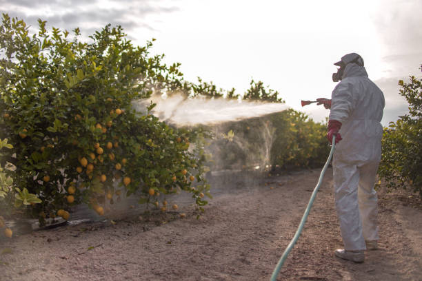 Best Local Pest Control Services  in Bazon, CA