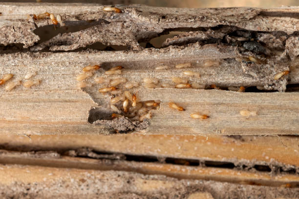 Best Best Pest Control Near Me  in Bazon, CA